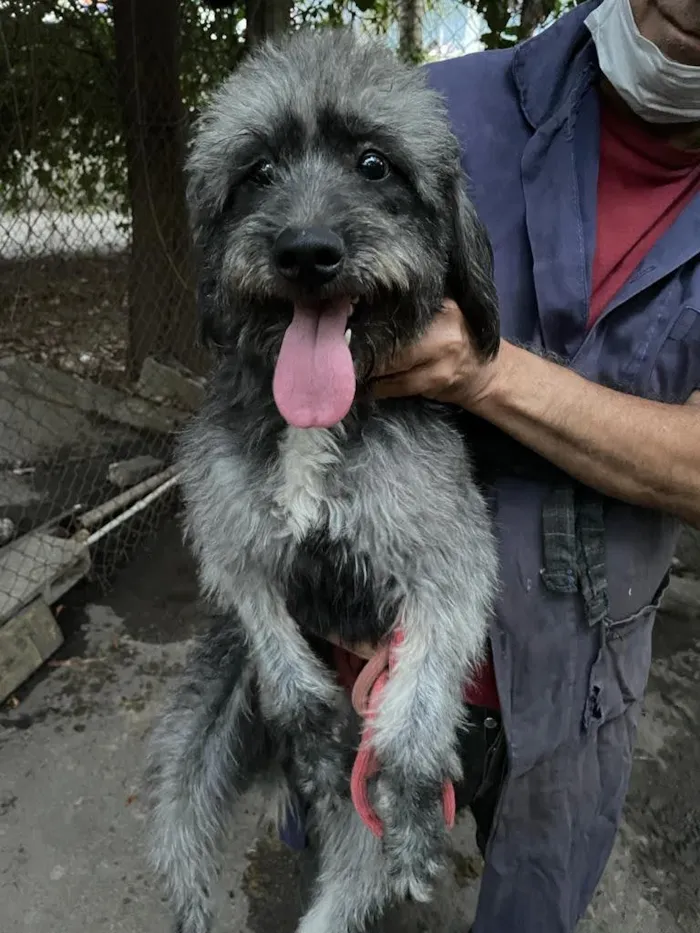 Cachorro ra a Poodle idade 2 anos nome Pandora