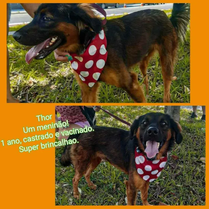 Cachorro raça SRD idade 1 ano nome Thor