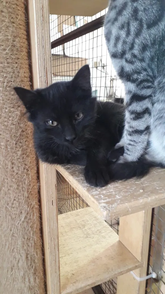 Gato raça SRD idade 2 a 6 meses nome Lulu