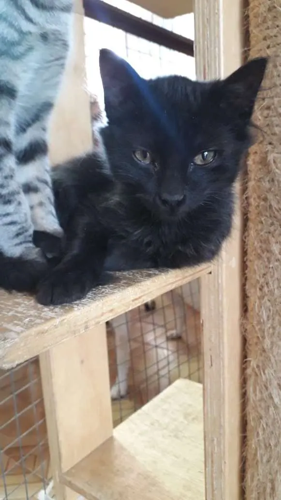 Gato raça SRD idade 2 a 6 meses nome Lulu