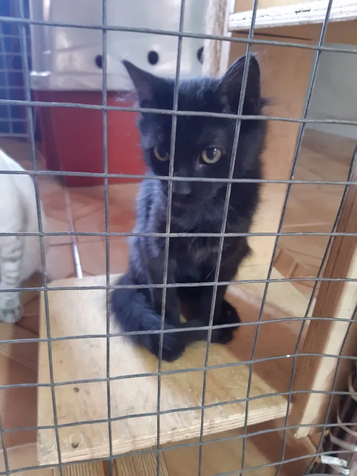 Gato raça SRD idade 2 a 6 meses nome Lulu