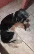 Cachorro raça Shitzu  idade 2 anos nome Jullye 