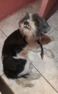 Cachorro raça Shitzu  idade 2 anos nome Jullye 