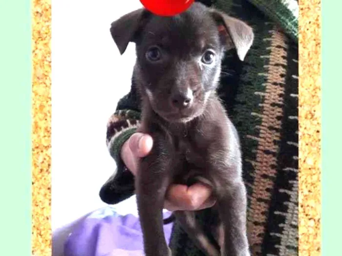 Cachorro ra a SRD-ViraLata idade 2 a 6 meses nome Marronzinha