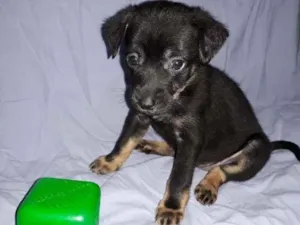 Cachorro raça SRD-ViraLata idade 2 a 6 meses nome Lily 