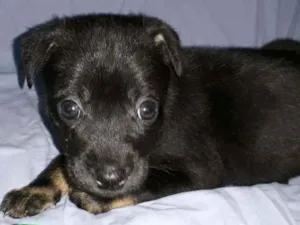 Cachorro raça SRD-ViraLata idade 2 a 6 meses nome Jasmin