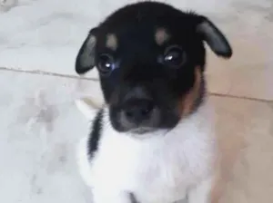 Cachorro raça SRD-ViraLata idade 2 a 6 meses nome Malhadinho