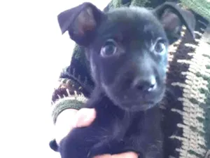 Cachorro raça SRD-ViraLata idade 2 a 6 meses nome Sansão