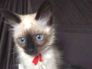 Gato raça Siames  idade 2 a 6 meses nome Bento 
