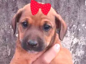 Cachorro raça Mestiça  idade 2 a 6 meses nome Bebel 