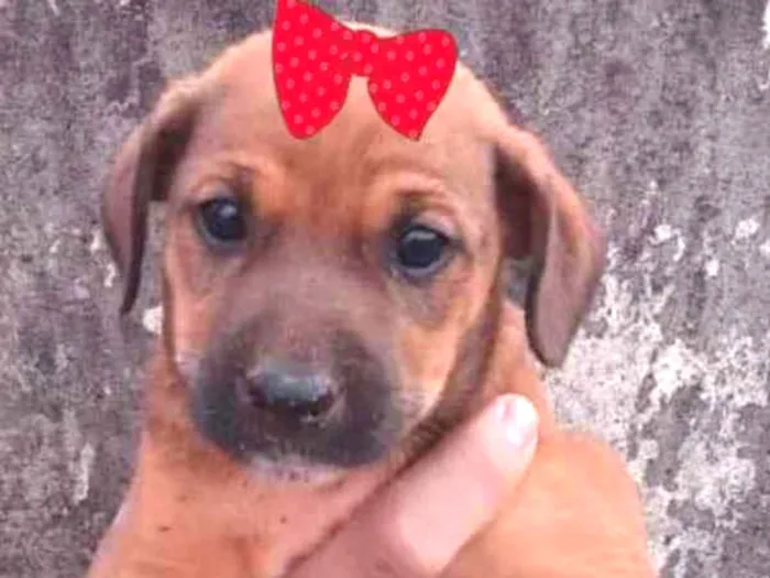 Cachorro ra a Mestiça  idade 2 a 6 meses nome Bebel 