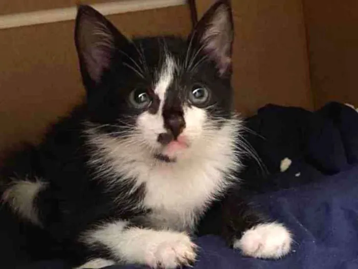 Gato raça Sem raca idade Abaixo de 2 meses nome Frajolino