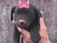 Rubi 