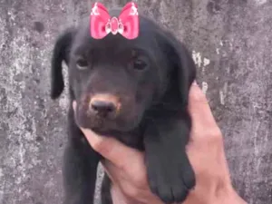 Cachorro raça Mestiça  idade 2 a 6 meses nome Rubi 