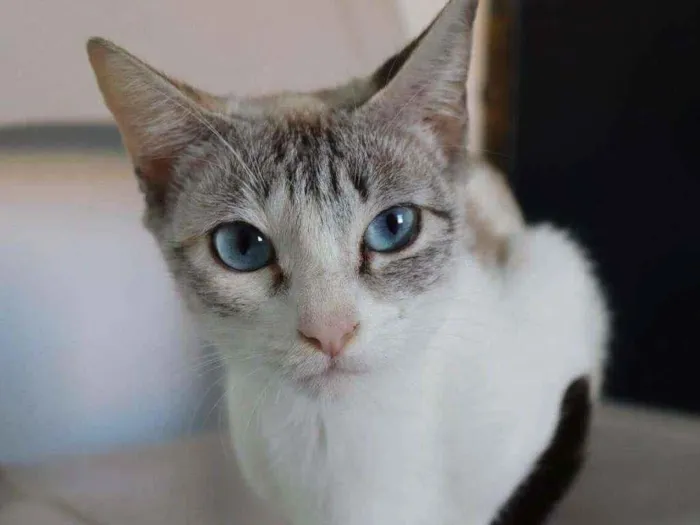 Gato raça SRD-ViraLata idade 7 a 11 meses nome LEA