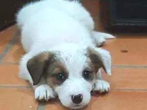 Cachorro raça SRD  idade 2 a 6 meses nome Spike 
