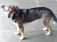 Nala