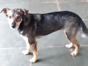 Cachorro raça SRD-ViraLata idade 2 anos nome Nala