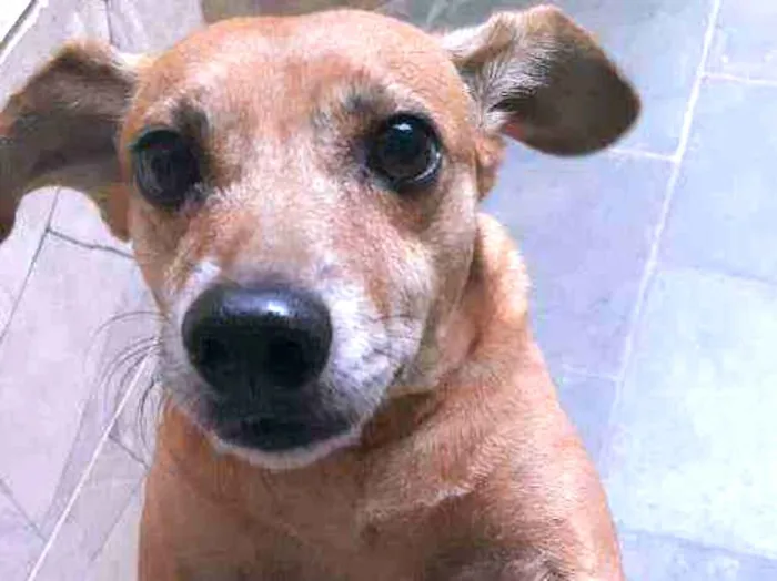 Cachorro ra a Vira-lata idade 6 ou mais anos nome Rabico