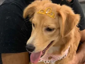 Cachorro raça Sem raça definida idade 7 a 11 meses nome Amora 