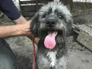 Cachorro raça Poodle idade 2 anos nome Pandora