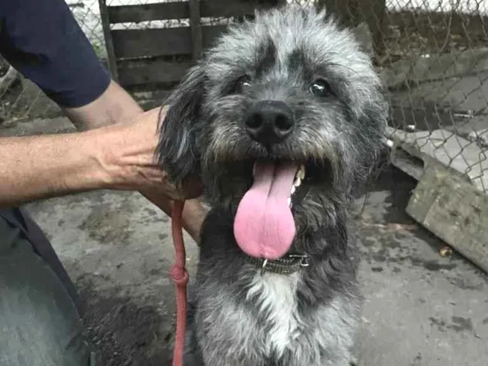 Cachorro ra a Poodle idade 2 anos nome Pandora