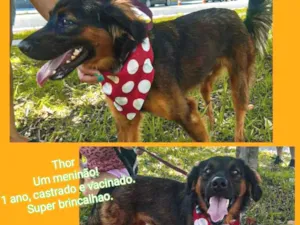 Cachorro raça SRD idade 2 anos nome Thor