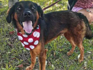 Cachorro raça SRD idade 1 ano nome Thor