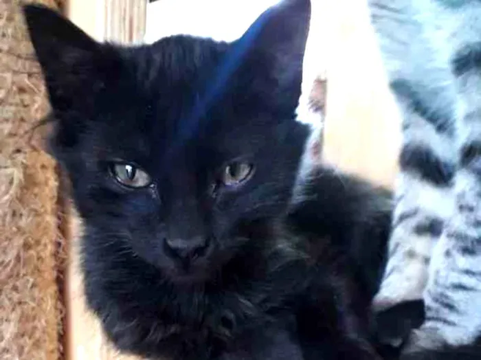 Gato raça SRD idade 2 a 6 meses nome Lulu