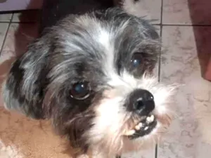 Cachorro raça Shitzu  idade 2 anos nome Jullye 