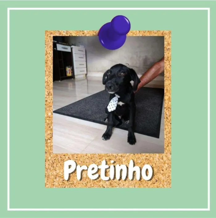 Cachorro ra a SRD-ViraLata idade 7 a 11 meses nome Pretinho