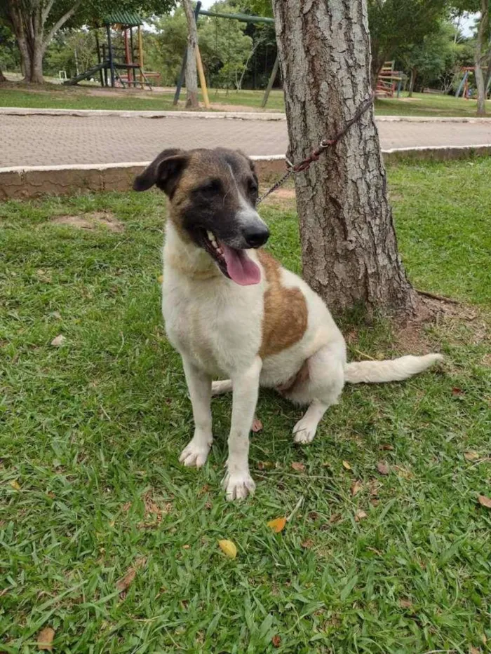 Cachorro ra a SRD-ViraLata idade 3 anos nome Princesa