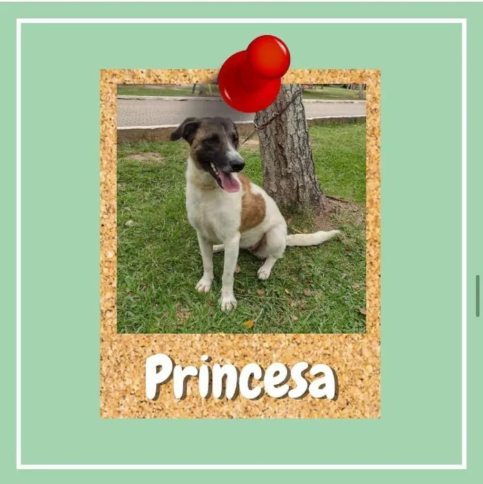 Cachorro ra a SRD-ViraLata idade 3 anos nome Princesa