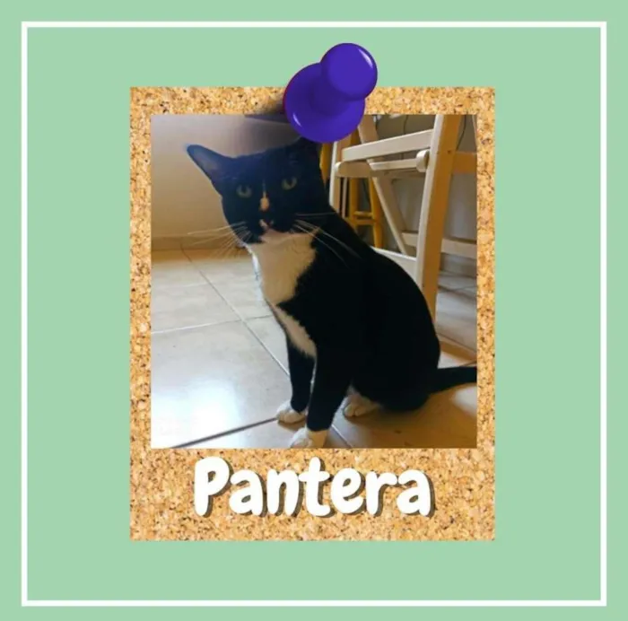 Gato ra a SRD-ViraLata idade 1 ano nome Pantera