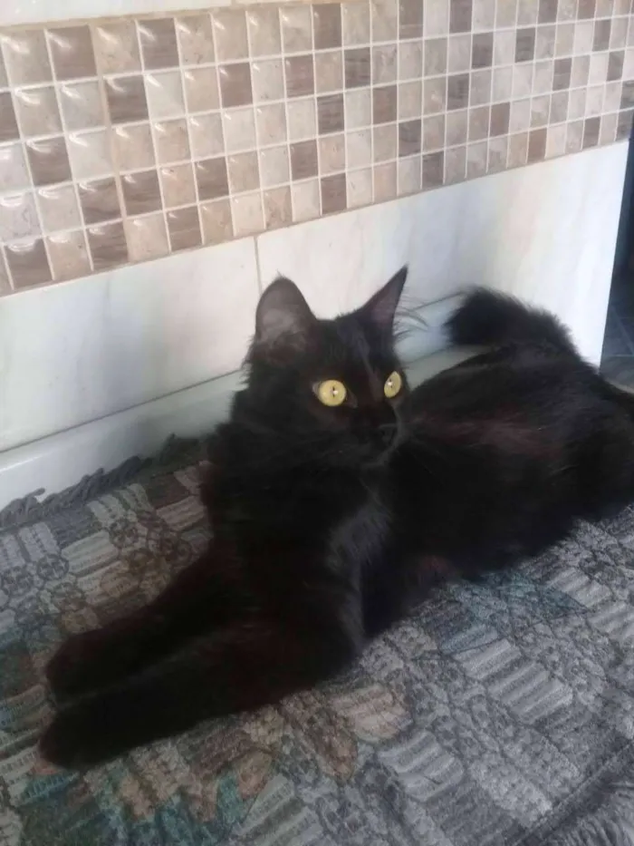 Gato ra a SRD idade 2 anos nome Minorah