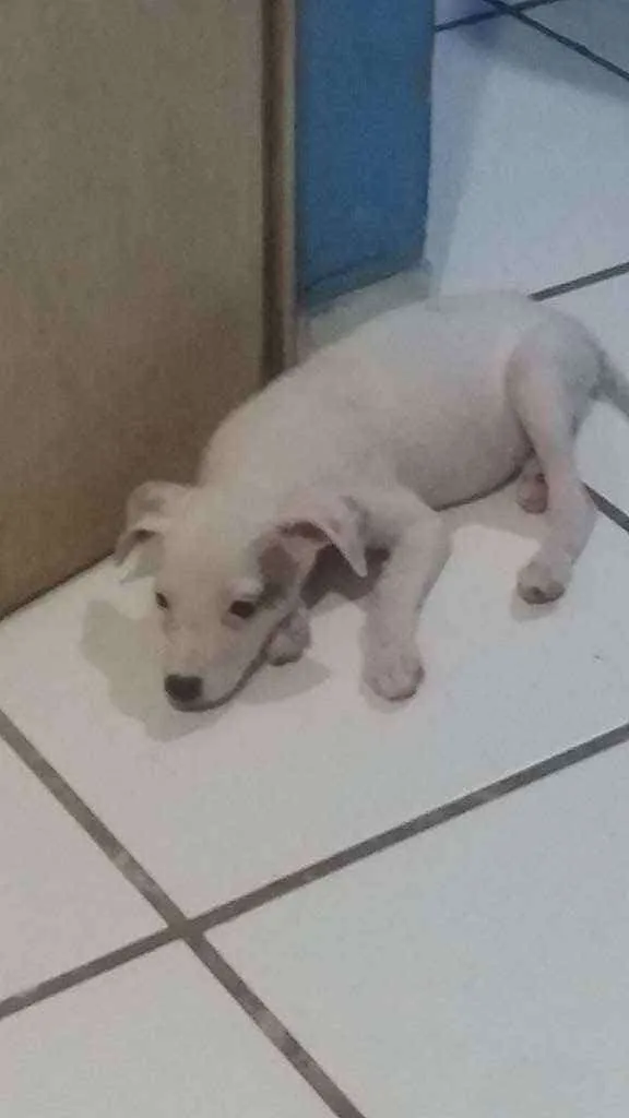 Cachorro ra a Indefinida  idade 2 a 6 meses nome Miny e Meg  