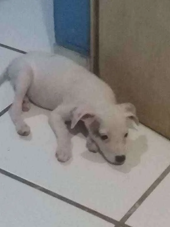 Cachorro ra a Indefinida  idade 2 a 6 meses nome Miny e Meg  