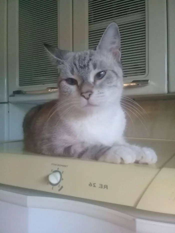 Gato ra a Siames idade 3 anos nome Chantelle