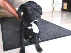 Cachorro raça SRD-ViraLata idade 7 a 11 meses nome Pretinho