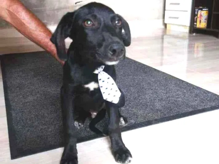 Cachorro ra a SRD-ViraLata idade 7 a 11 meses nome Pretinho