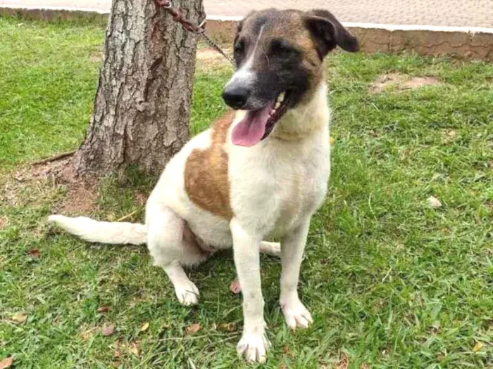 Cachorro ra a SRD-ViraLata idade 3 anos nome Princesa