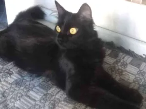 Gato raça SRD idade 2 anos nome Minorah