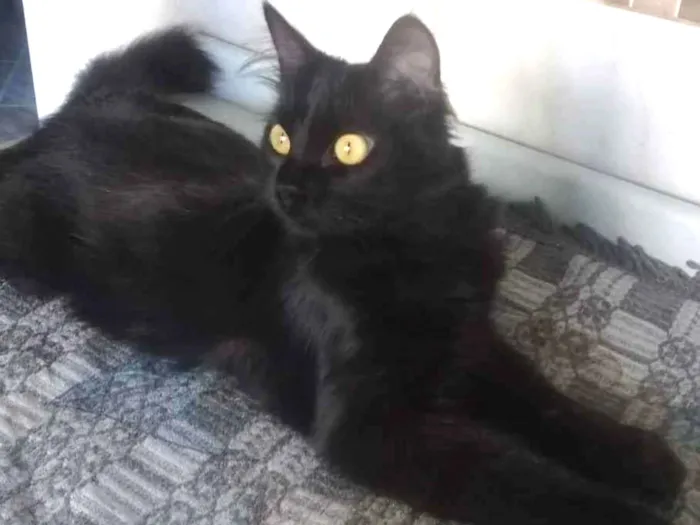 Gato ra a SRD idade 2 anos nome Minorah