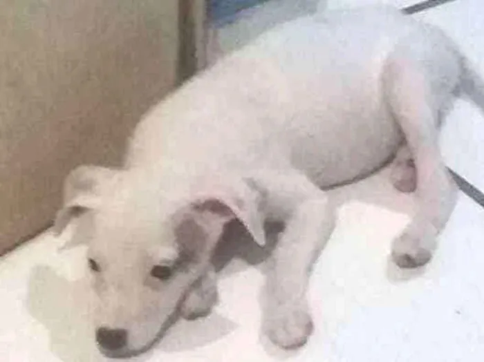 Cachorro ra a Indefinida  idade 2 a 6 meses nome Miny e Meg  