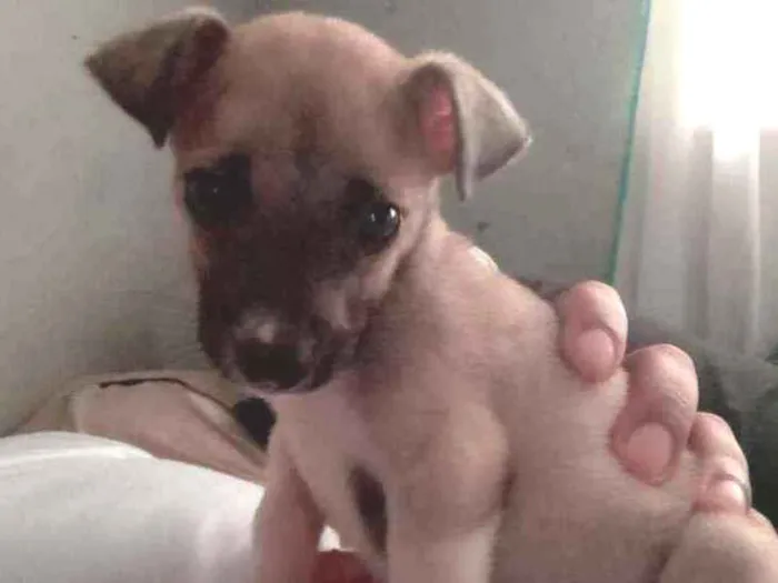 Cachorro ra a Indefinida  idade 2 a 6 meses nome Miny e Meg  