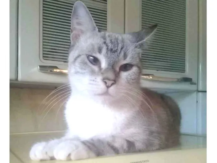Gato ra a Siames idade 3 anos nome Chantelle