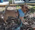 Chico
