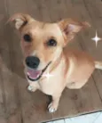 Chico