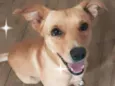 Chico