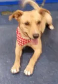 Chico